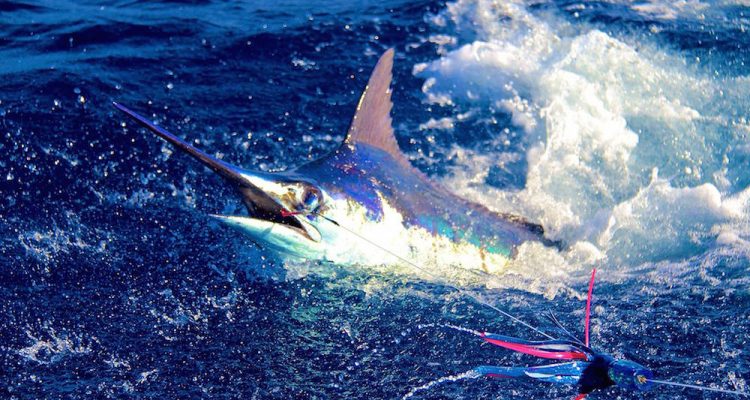 Marlin a Capoverde