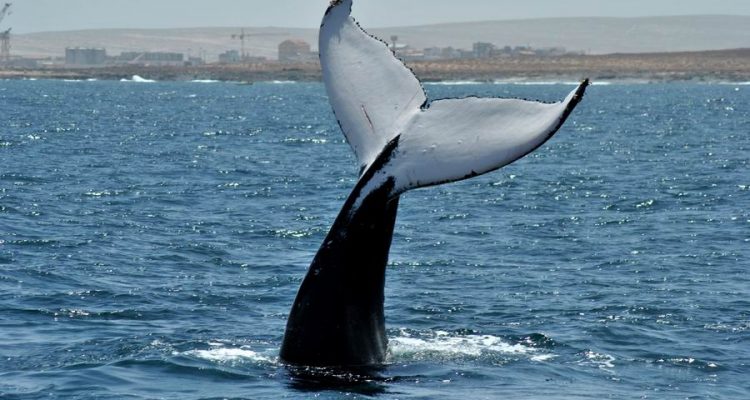 Escursioni osservazione Balene Boavista Capoverde