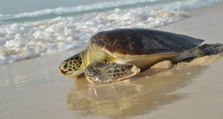 escursione tartarughe capo verde Boavista