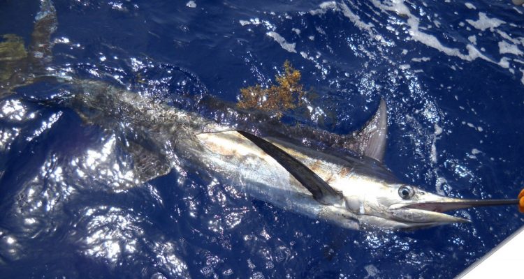 Video Pesca Boavista Capoverde