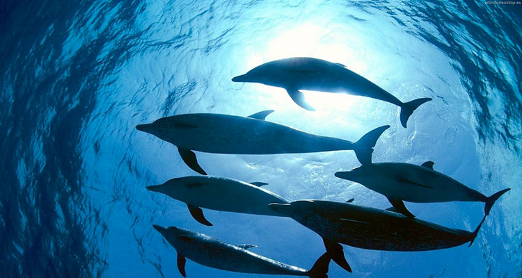 Tartarughe Balene delfini protetti a Capoverde Boavista
