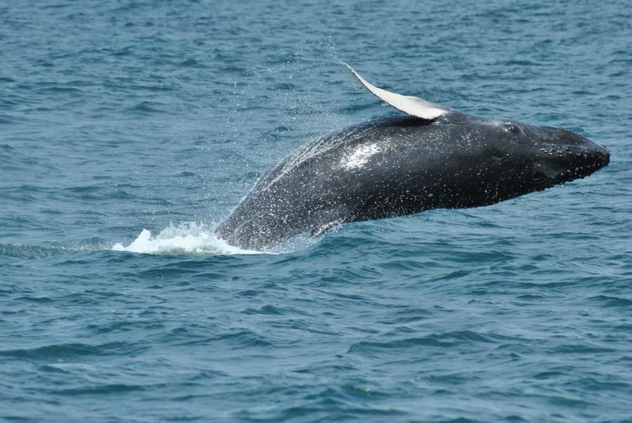 Escursione Balene Boavista