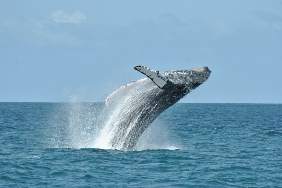 Escursione Balene Boavista