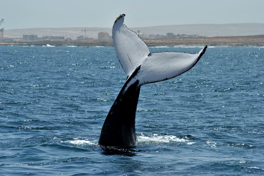 Escursioni osservazione Balene Boavista Capoverde