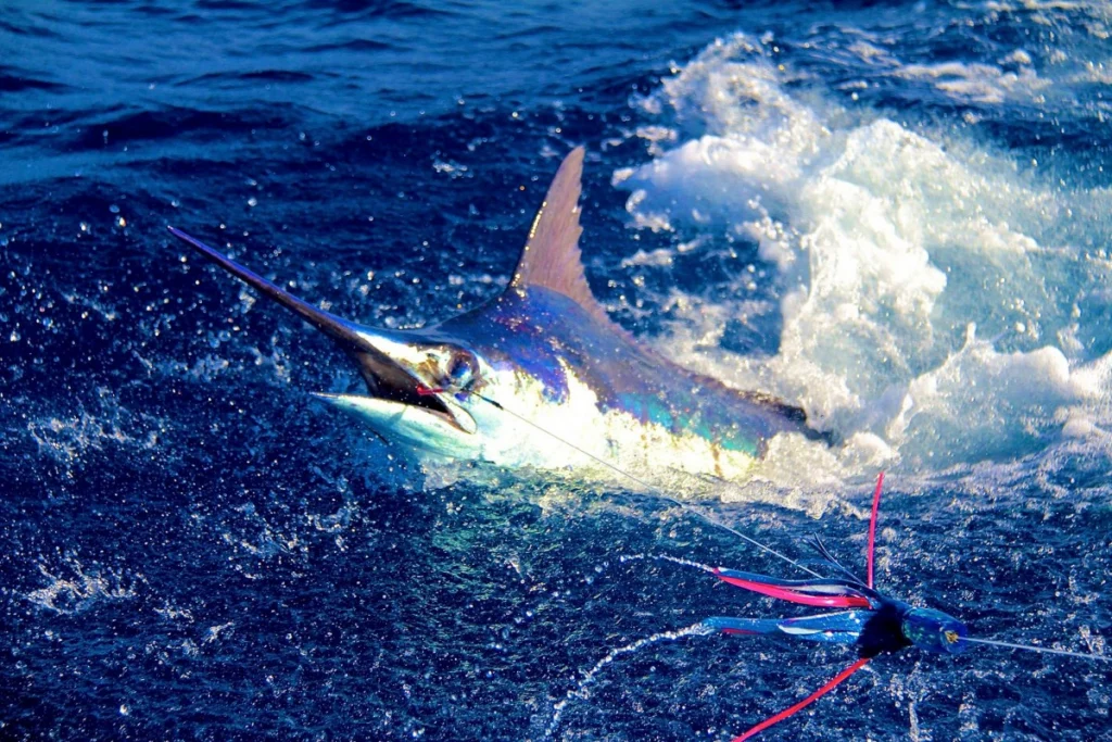 Capoverde gli hot spot della pesca a Boavista