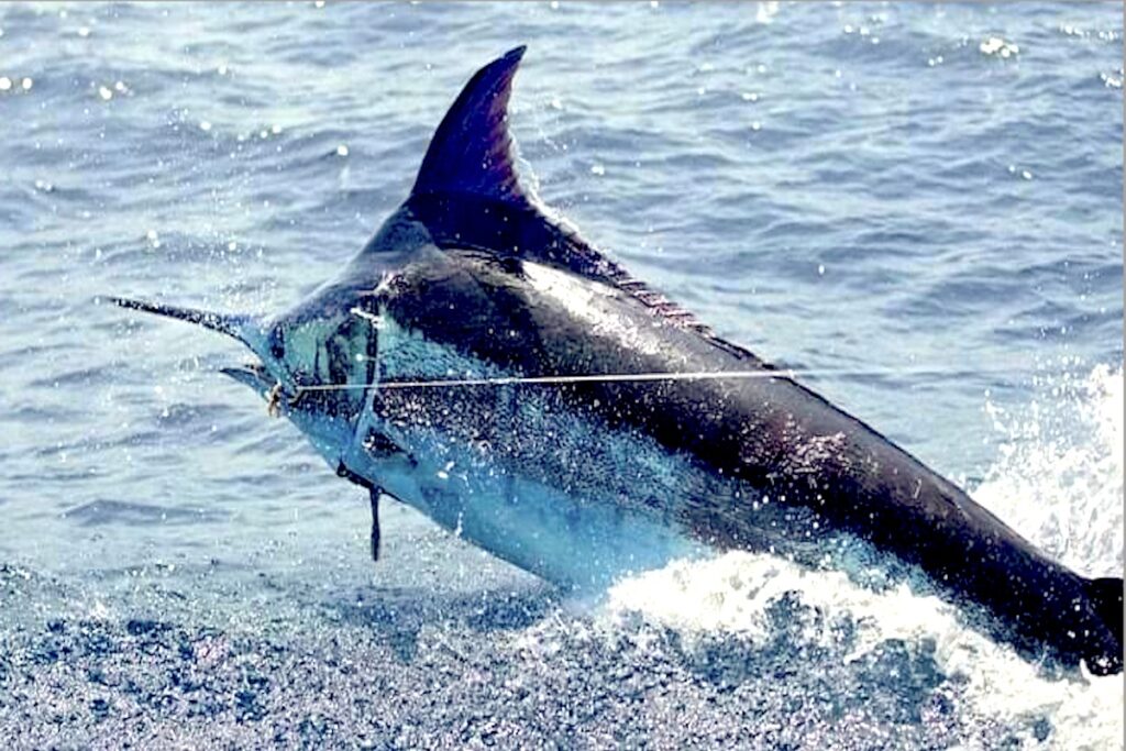 Blu Marlin a Capoverde