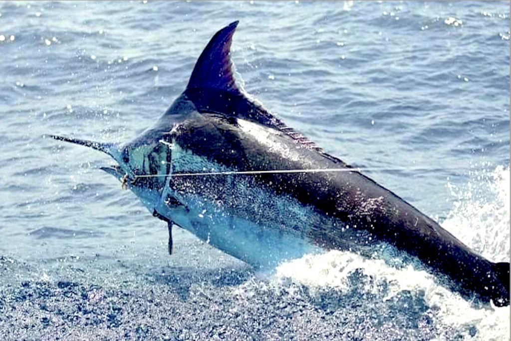 Pesca al marlin blu a Capo Verde: il pacchetto di ottobre
