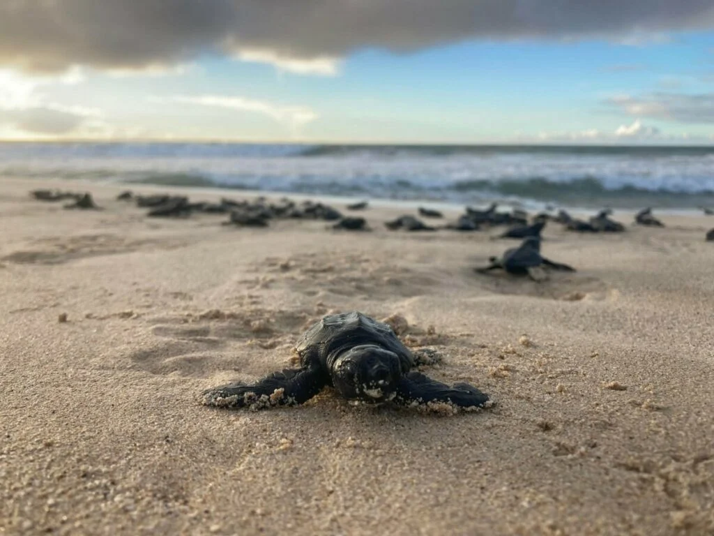BIOS: la protezione delle tartarughe a Boa Vista