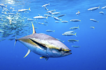 pesca tonno Capo Verde