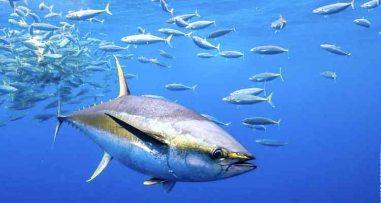 pesca tonno Capo Verde