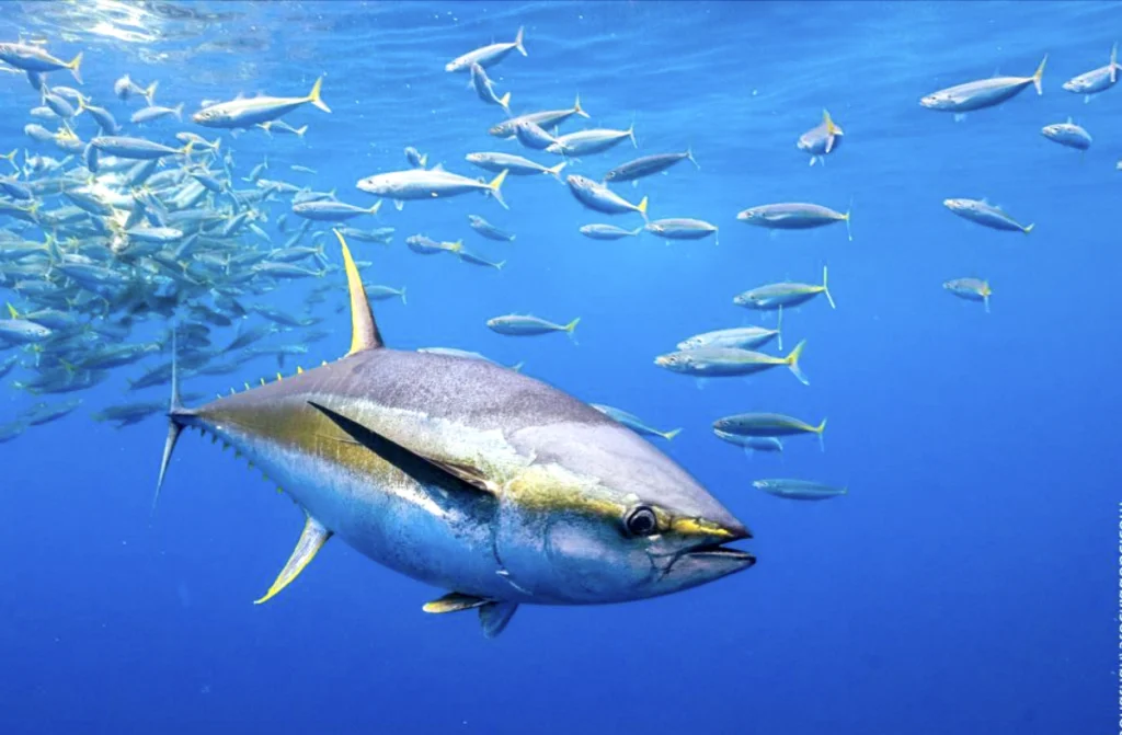 L’Unione Europea e Capo Verde rinnovano il partenariato per una pesca sostenibile