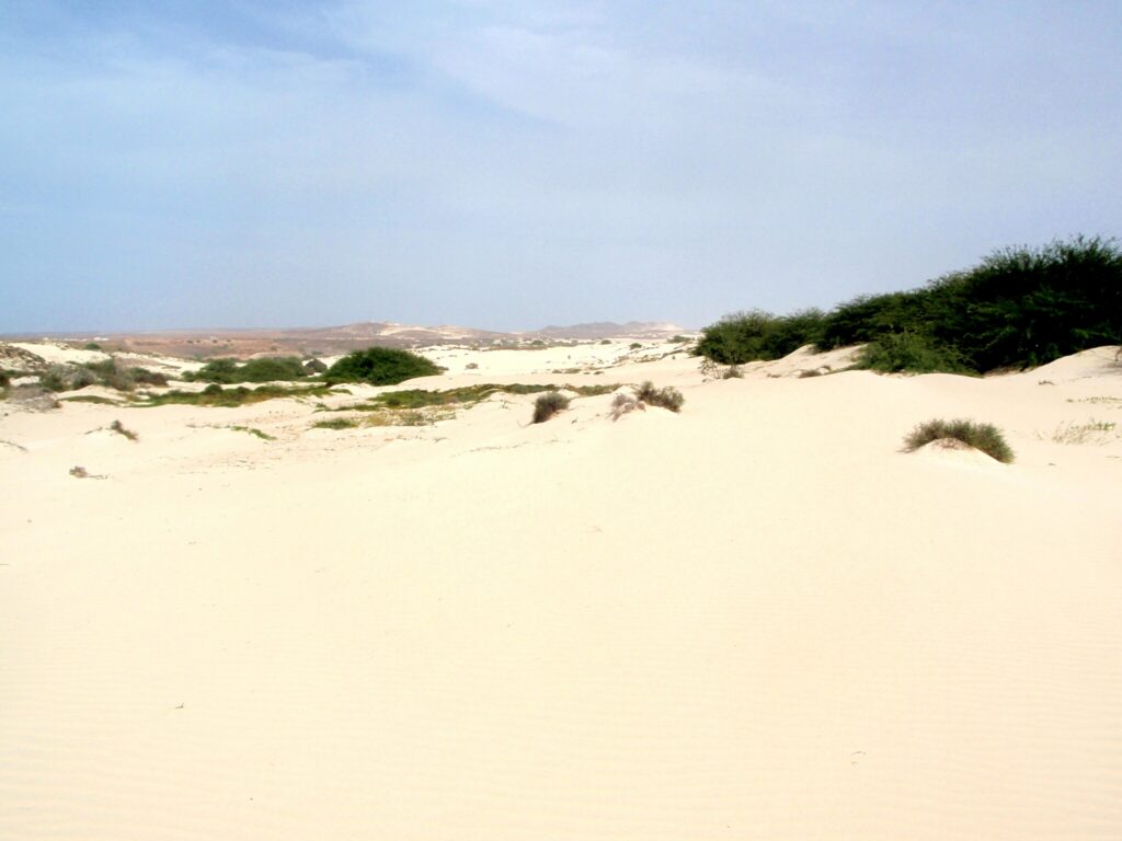 Dune di sabbia bianca con cespugli verdi nel Deserto de Viana