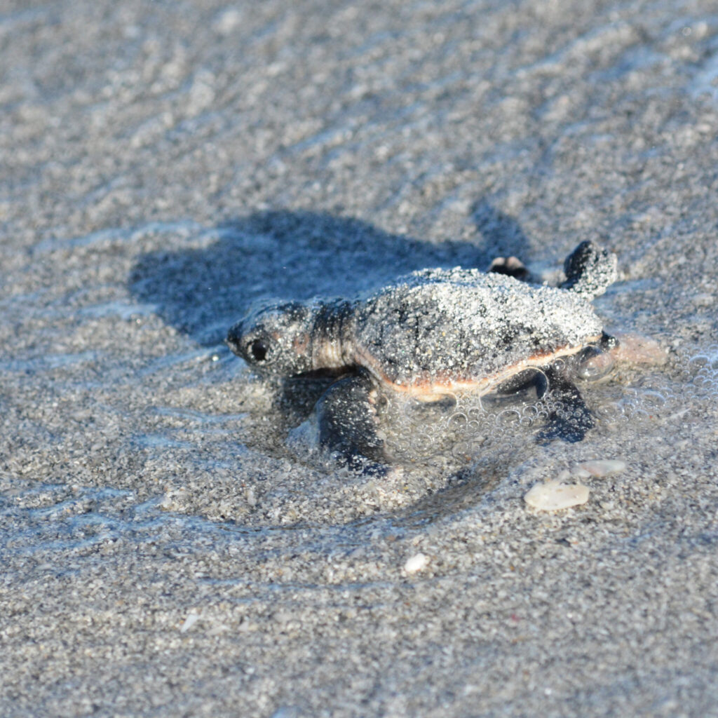 Un piccolo di tartaruga Caretta caretta corre verso il mare