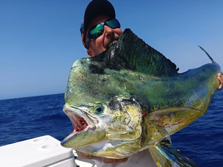 Primo piano di una lampuga dai colori verde e oro