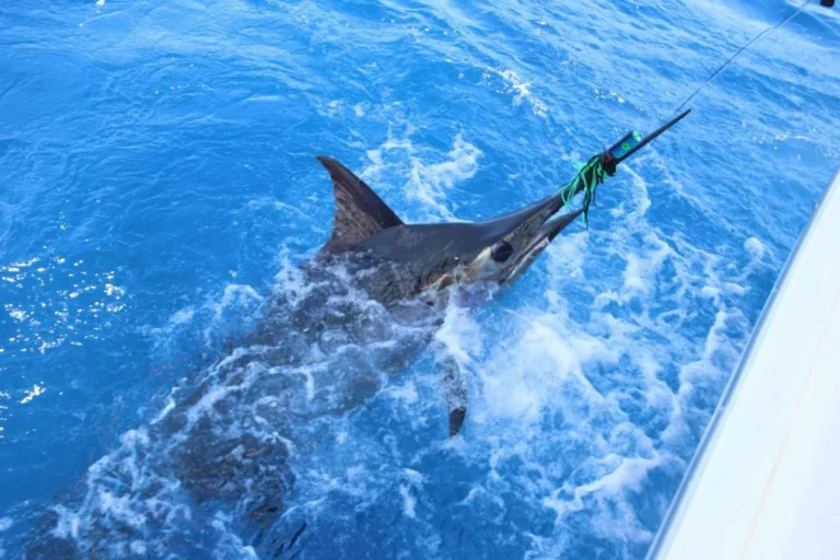 Marlin blu in superficie accanto alla barca nell'oceano blu
