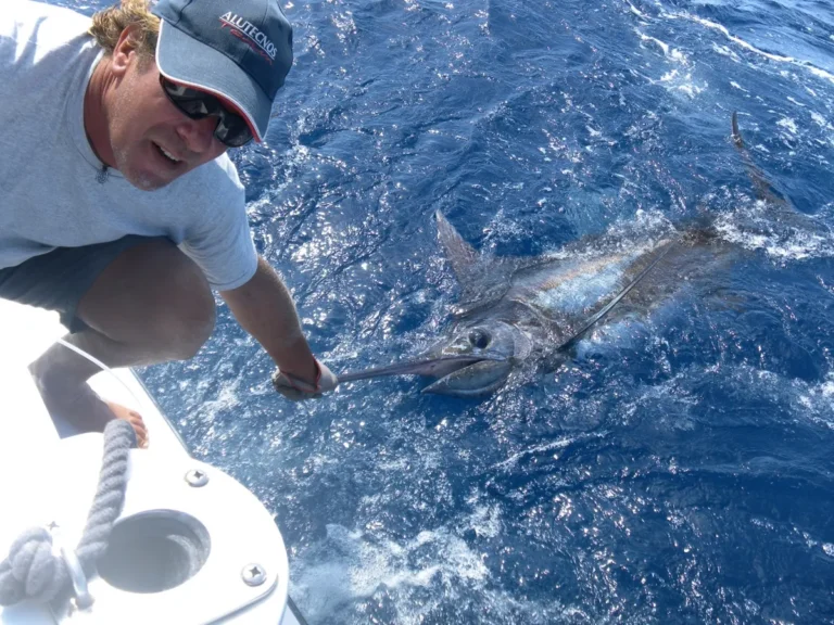 Pescatore che rilascia un marlin blu accanto alla barca