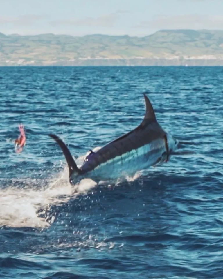 Marlin che salta fuori dall'acqua con la costa di Boa Vista sullo sfondo