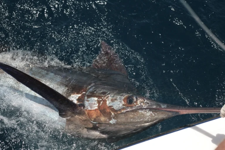 Primo piano di un marlin blu sotto bordo durante il recupero