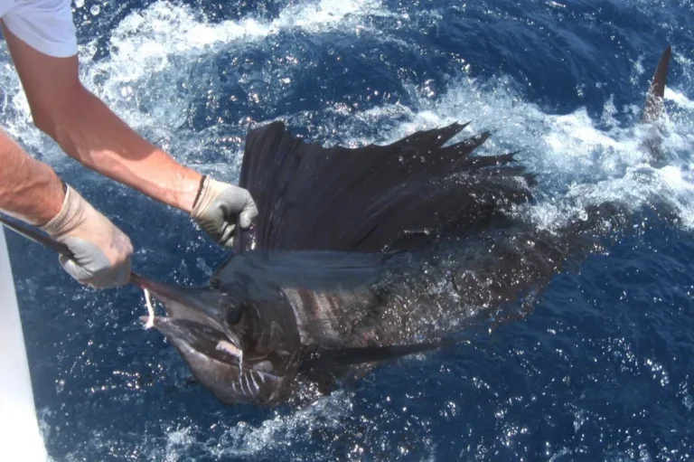 Mani con i guanti che rilasciano un pesce vela con la vela aperta